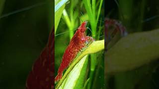 Red cherry shrimp eating algae aquarium fishbowl fish aquascapegallery nativefish clownfish [upl. by Neelyak194]