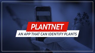 Plantnet an application that can identify plants 🌱😲 [upl. by Ardnait955]