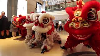 Fullerton Hotel Sydney  CNY Jan 2020  AUS Jing Yee Lion Dance [upl. by Aihsiym]