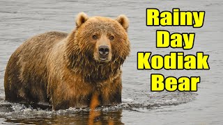 Rainy Day Kodiak Bear  Lazy Bear [upl. by Oibirot13]