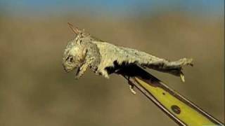 Loggerhead Shrike Impales Horned Lizard [upl. by Ecirtemed]