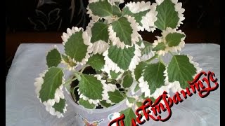 Плектрантус Plectranthus  Уход и содержание в домашних условиях [upl. by Liza984]