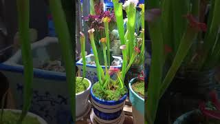 Carnivora Plants vftv carnivora carnivorous music new [upl. by Oniuqa]