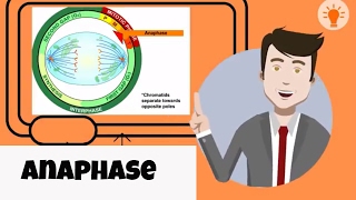 What happens in anaphase [upl. by Stormie]