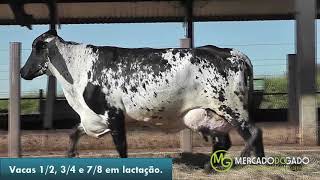 Vacas Girolando em lactação [upl. by Odelia]