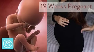 19 Weeks Pregnant What You Need To Know  Channel Mum [upl. by Ardin533]