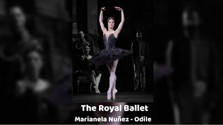 The Royal Ballet  Swan Lake Odile performed by Marianela Nuñez [upl. by Lertnek]