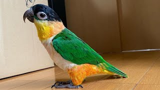 Black Headed Caique Talking amp Sounds  Black Headed Parrot Playing  Funny Caique Parrot Playing [upl. by Euqinom]