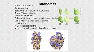 Los ribosomas [upl. by Tecil]