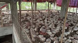 Poultry Murgi Farm Business  Leyar Murgi  Boiler Murgi Farm  Poultry Shed Hen Farm [upl. by Anirehc]