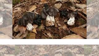 Helvella dryophila  fungi kingdom [upl. by Himelman]