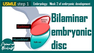 Bilaminar Embryonic Disc  Epiblast and Hypoblast  Embryology  USMLE [upl. by Ramoj239]