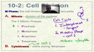 Chapter 10 Part 5  Prophase and Metaphase [upl. by Auberon]