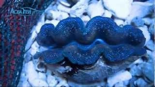 Blue Crocea Clam Tridacna Crocea  AquaFishVietcom [upl. by Aivan467]