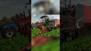 Harvesting Red Beet in FS22 [upl. by Aicined]