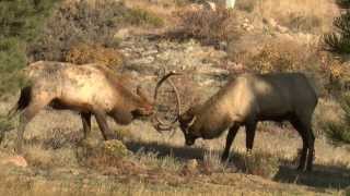 The Elk Rut  Estes Park CO [upl. by Myles]