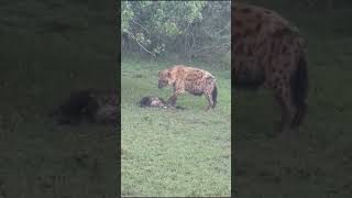 Viral Wildlife Moment Hyena eats Monkey 🐒 shorts [upl. by Issirk]