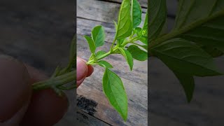 Basil how to grow  How to grow basil indoors from cuttings [upl. by Waxman]