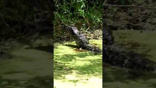 Alligator Eats Turtle 1 [upl. by Kilam]