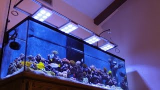 125G SALTWATER ACUARIO MARINO TIMs AMAZING BEAUTIFUL CORAL REEF TANK UPDATE [upl. by Ellenuahs]