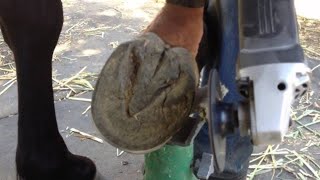 Trimming Horse Hooves for Hoof Health How to trim horse hooves horse hooftriming hoofcleaning [upl. by Aicinad]