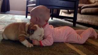 Bulldog puppy kissing the baby [upl. by Adirf]