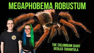 Megaphobema Robustum Rehouse  The Columbian Giant Redleg Tarantula [upl. by Mchale894]