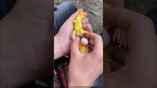 Why Are Parrot Eggs Taken Out By Hand [upl. by Abbotsun]