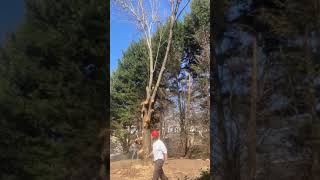 Tree limbing from the ground with giant pole saw  My Tree Guy NC [upl. by Nylirrej]