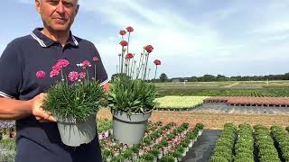 Armeria maritima Armada amp pseudarmeria Ballerina Red [upl. by Gav434]