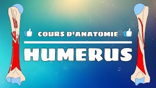 Anatomie du membre supérieur  Lhumérus [upl. by Ilarin]