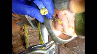 Equine dentistry Removing tartar from canine teeth [upl. by Anselme1]