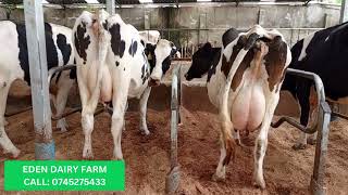 Quality Breeds Healthy Cattle – Available Now at Eden Dairy Farm [upl. by Trammel]