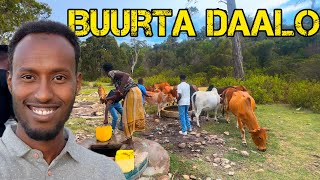 Buurta Daalo Ceerigaabo Sanaag Vlog [upl. by Odicalp]