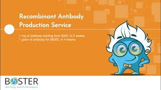 Recombinant Antibody Production Services  Boster Bio [upl. by Cichocki283]