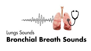 Bronchial Breath Sounds  Lung Sounds  Medzcool [upl. by Olbap]