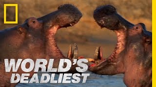 Hippo vs Hippo  Worlds Deadliest [upl. by Dayle]