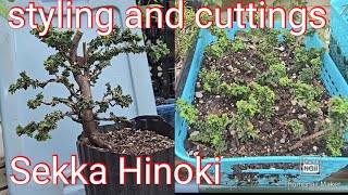 Sekka Hinoki styling and cuttings [upl. by Plante]