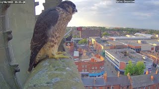 Wakefield Peregrines 2022 Compilation [upl. by Chesney922]