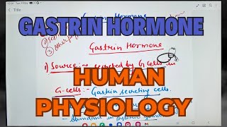 Gastrin Hormone Human Physiology [upl. by Annoik]