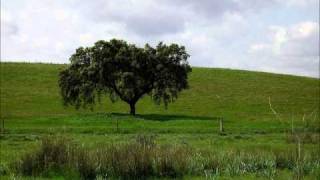 Verdes são os campos José Afonso [upl. by Esmerolda]