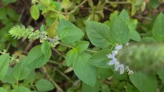 ריחן אמריקני פורח حبق أمريكي Ocimum Americanum with flowers [upl. by Skricki237]