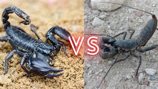 Scorpion VS Vinegaroon Who Will Win The Fight [upl. by Enomes]