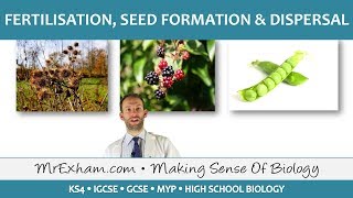 Plant reproduction  Fertilisation seed formation and dispersal  GCSE Biology 91 [upl. by Riha]