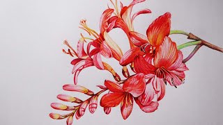 Montbretia Flowers Drawing in Color Pencils  How to Draw Flowers  Crocosmia Flower [upl. by Rosario339]