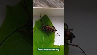 ♂️Leptura aurulenta Fabricius 1792 Cerambycidae Lepture couleur dor longicorne lepture dorée [upl. by Pollard]