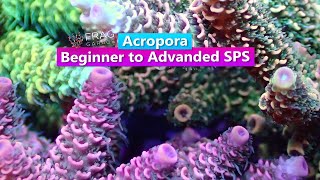 Acropra  Beginner to Advanced SPS [upl. by Nyrahtak661]