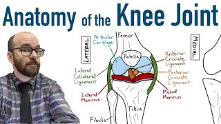 Anatomy of the Knee Joint [upl. by Maurilla]