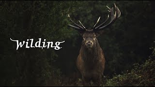 Wilding  Official Trailer [upl. by Danit]