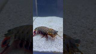 🚨Emergency🚨 Mantis Shrimp Breaks Tank Glass mantisshrimp [upl. by Jaddo12]